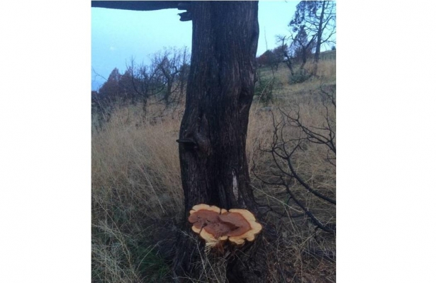 Ижевчанин спилил 2 краснокнижных дерева в крымском заказнике