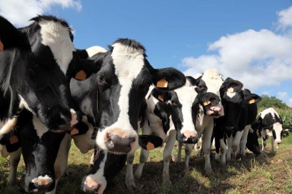 Еще 290 голов крупного рогатого скота из Венгрии ввезли в Удмуртию
