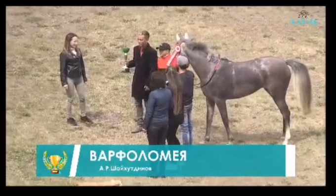 Лошадь Варфоломея из Удмуртии получила престижную награду на Казанском ипподроме 