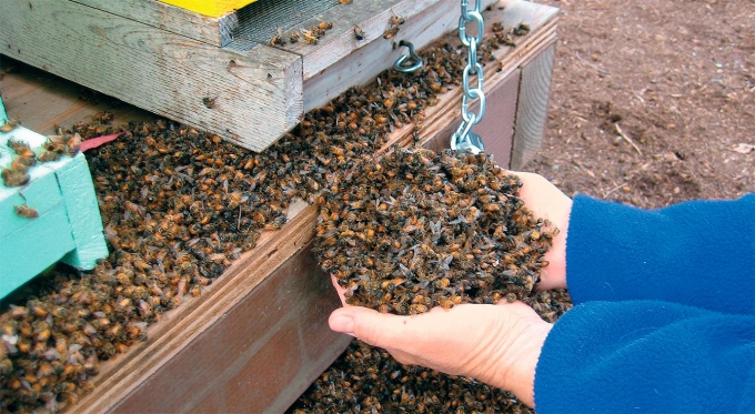 Пчеловоды Шарканского района пожаловались на допустивших массовую гибель пчел аграриев