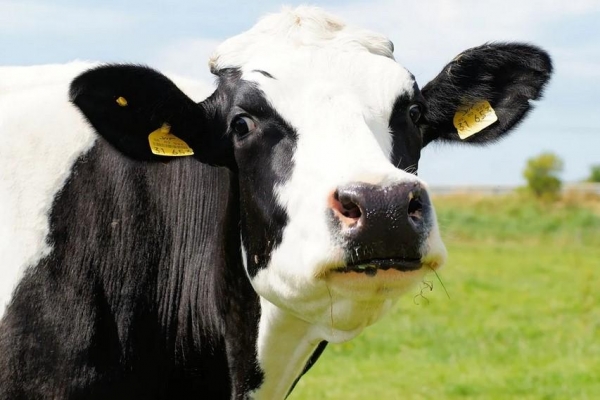 Животноводы Удмуртии теряют на молоке 1,5 млн рублей ежедневно из-за жары