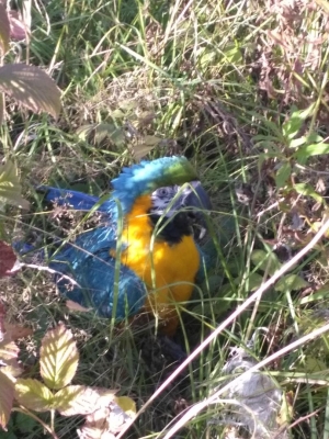 Участники «Удмуртского скорохода» в минувшие выходные нашли в лесу попугая