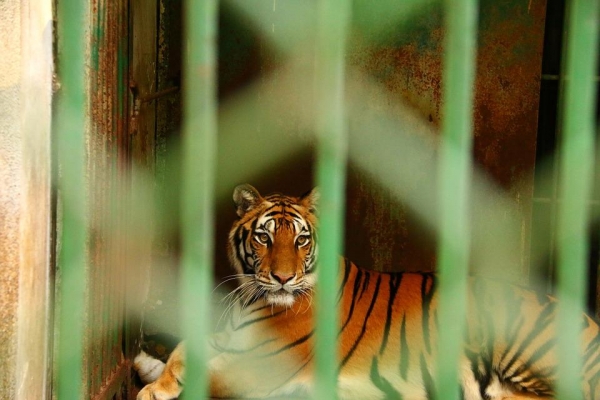 Посетителям цирка в Ижевске предлагают за отдельную плату покормить тигров