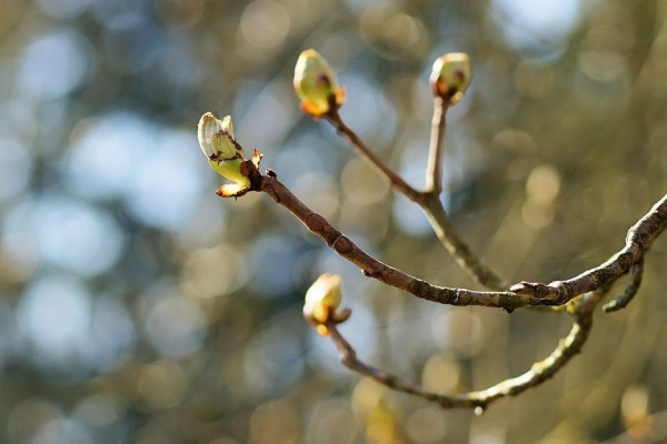 Росгидромет: весна в Удмуртию придет через несколько недель