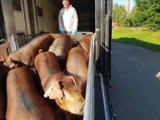 Племенных свиней из Дании привезли в Удмуртию