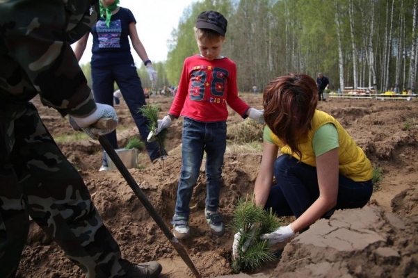 Удмуртия вошла в ТОП-10 регионов России по объемам искусственного лесовосстановления