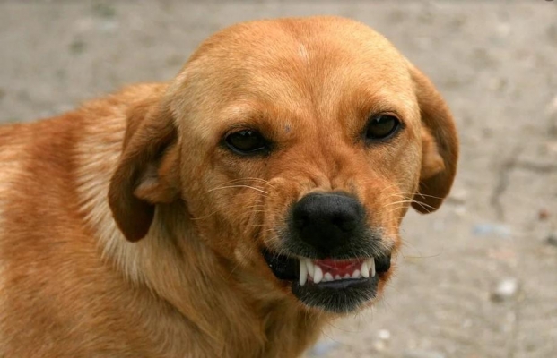 Бешеная собака покусала двоих жителей Вавожского района