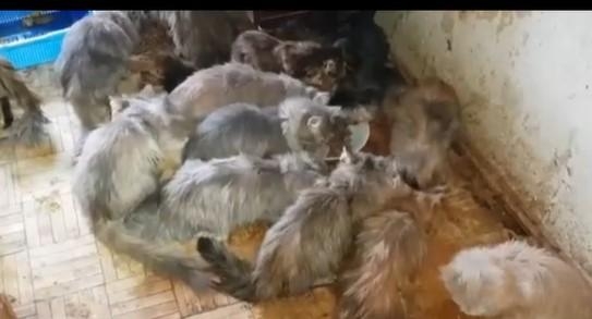 50 запертых в квартире кошек обнаружили в Ижевске
