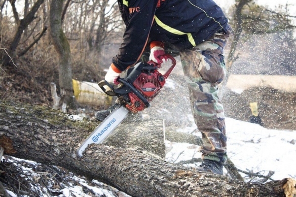 Жителя Ижевска могут оштрафовать за смерть рабочего во время санитарной рубки деревьев 