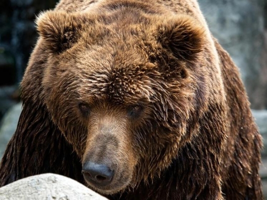 В Шарканском районе Удмуртии обнаружен медведь с трихинеллёзом: первый случай в 2023 году