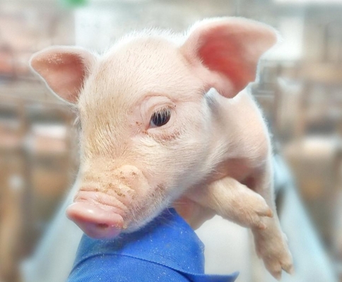 В 2020 году аграрии Удмуртии  застраховали 69% поголовья свиней и 87% поголовья птицы 