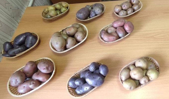 УдмФИЦ УрО РАН совместно с АО «Путь Ильича» создаст семеноводческий центр по картофелеводству