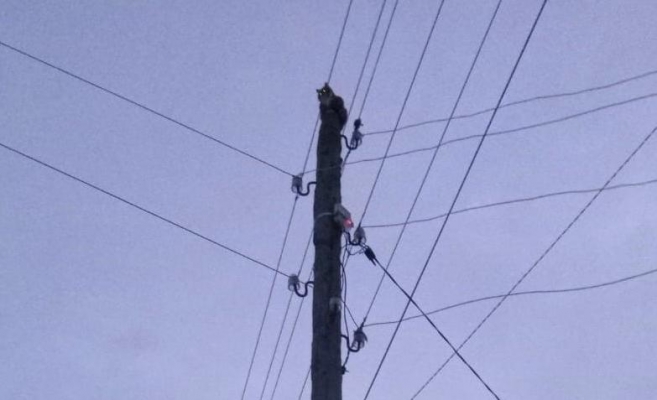 В Завьялово спасли кота, двое суток просидевшего на столбе линии электропередач