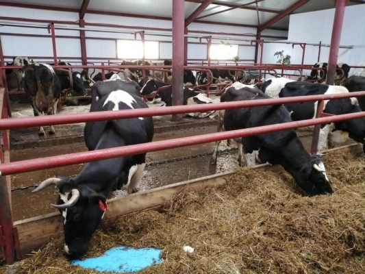37 новых молочных ферм планируют открыть в Удмуртии в 2020 году