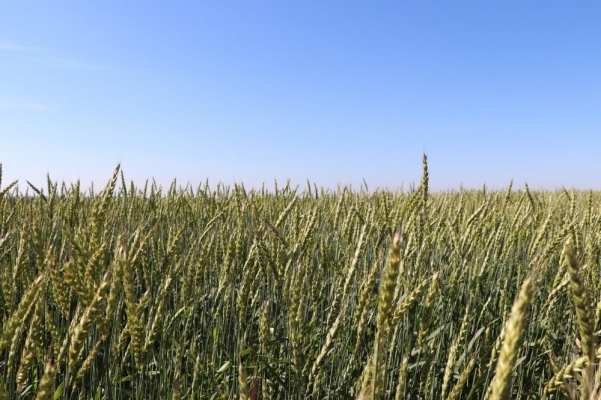 В Удмуртии вывели новый сорт озимой пшеницы