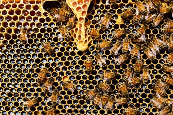 Фермера из Можгинского района Удмуртии оштрафовали за отравление пчел