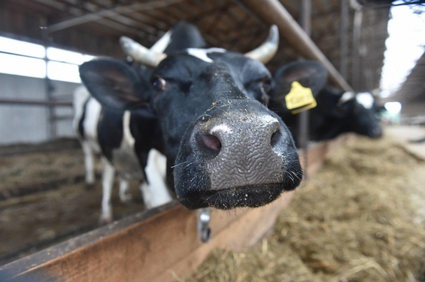 Удмуртия вышла в лидеры по ежесуточному надою молока на корову по итогам января