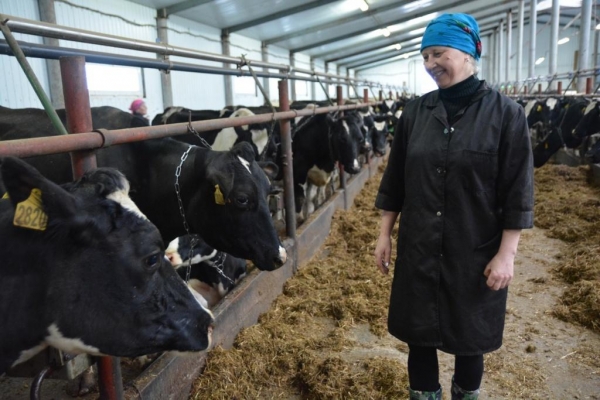 Производители молока в Удмуртии получат дополнительные субсидии