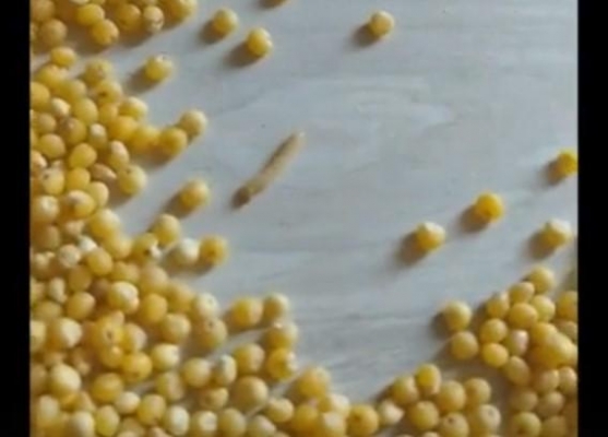 Россельхознадзор выявил личинки амбарной моли в крупе из продуктового набора для школьников Можги