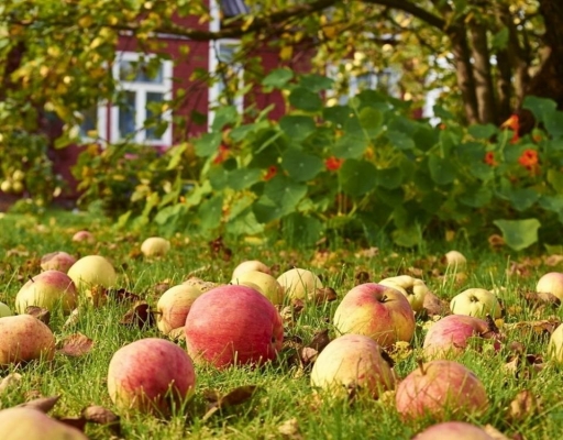 В России могут разрешить сносить строения на дачных участках соседей и собирать упавшие с их деревьев яблоки  
