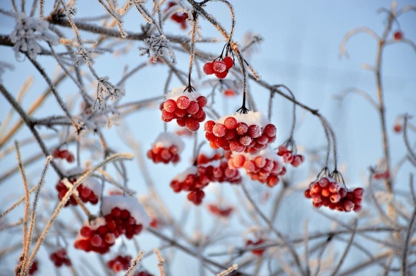 Морозы до -27°С ожидаются местами в Удмуртии в ночь на 20 ноября
