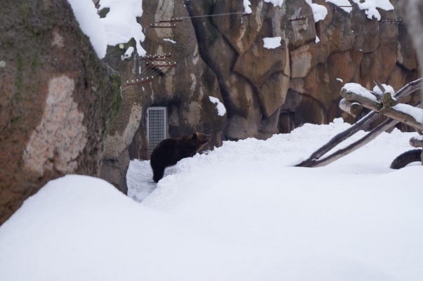 Бурый медведь Гоша в ижевском зоопарке проснулся раньше обычного срока