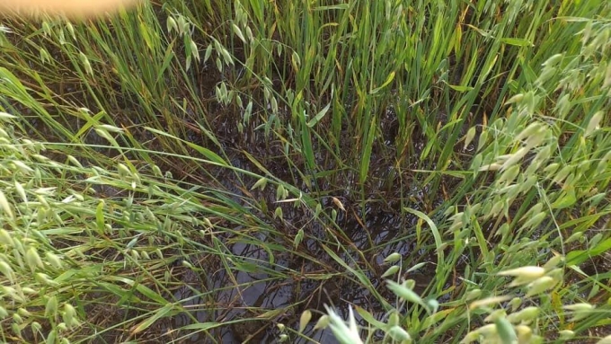 Ущерб от гибели сельхозкультур из-за дождей в Удмуртии оценивают в 700 млн рублей