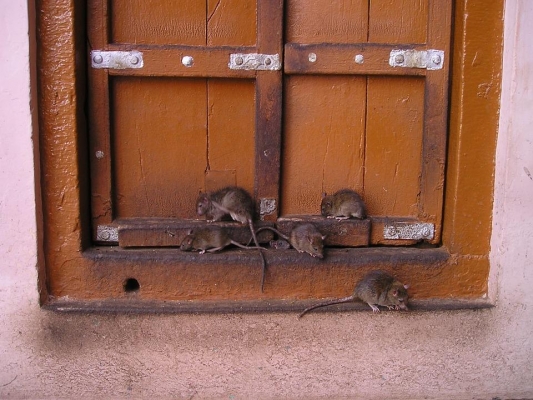 Управляющую компанию в Ижевске оштрафовали из-за расплодившихся в подъезде дома крыс
