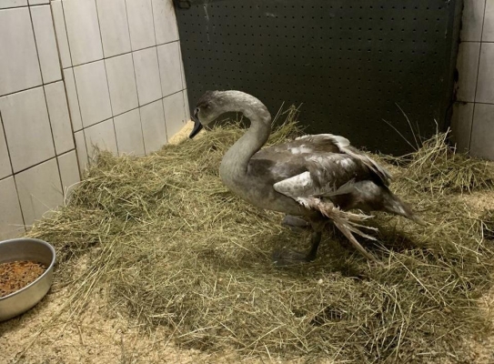Спасенного в Можгинском районе лебедя перевезли в Ижевский зоопарк