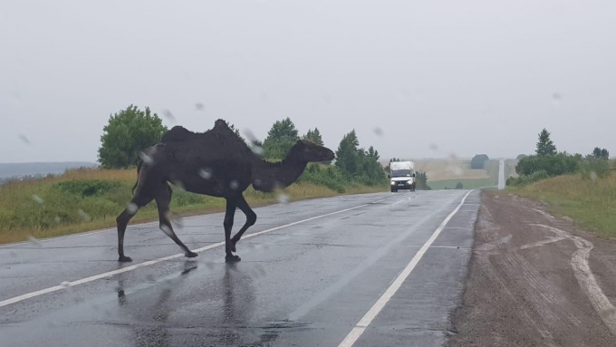 На трассе в Удмуртии заметили гуляющего двугорбого верблюда