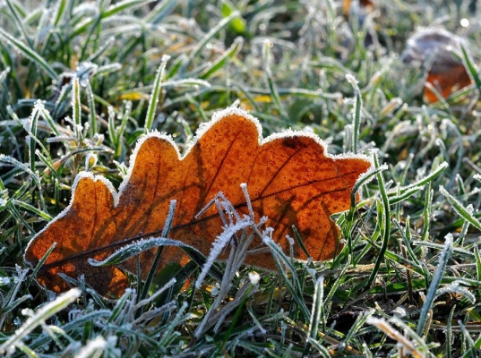 Ночью 8 октября в Удмуртии прогнозируют заморозки