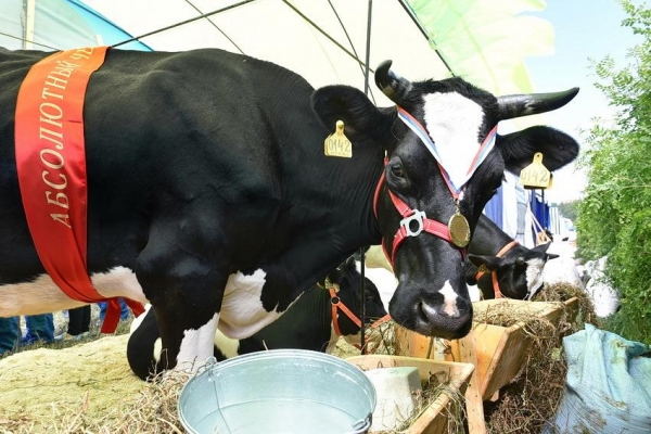 Продуктивность племенного дойного стада хозяйств Удмуртии увеличилась до 7,3 тысяч кг молока 