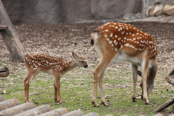 Зоопарк Удмуртии просит оказать помощь животным продуктами