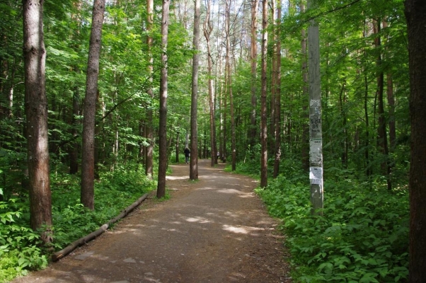 Ижевчане могут предложить свои идеи по благоустройству лесопарковой зоны у ТРК «Столица»