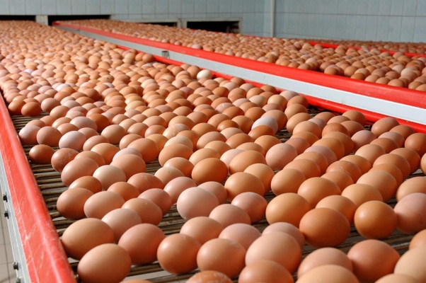 Россиян предупредили о решении птицефабрик повысить отпускные цены на яйца