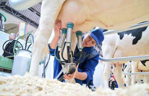 Производство молока в Удмуртии увеличилось на 6,6%