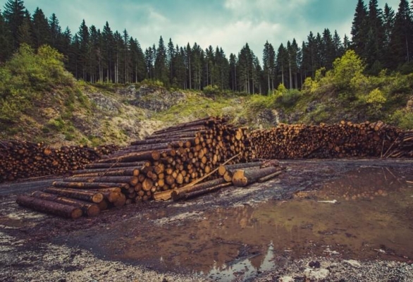27 уголовных дел возбудили в Удмуртии по фактам незаконной вырубки леса