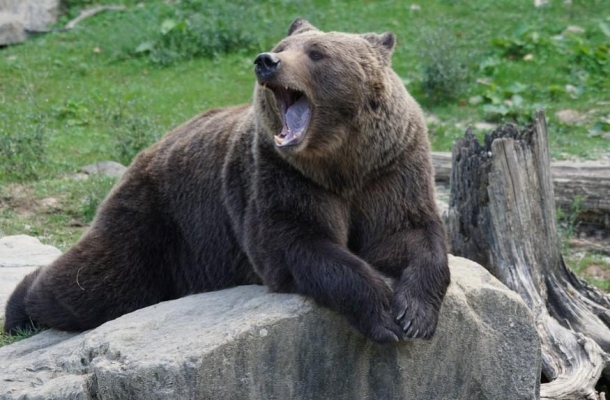 Разорявшего пасеки в Глазовском районе медведя поймали охотники