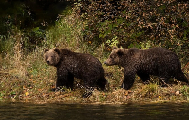 В Удмуртии участились визиты медведей к жилью и на фермы