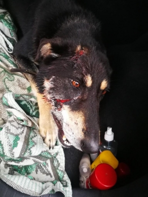 Неравнодушные ижевчане спасли деревенского пса от жестоких хозяев