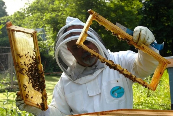 В Удмуртии пчеловоды, потерявшие пчел в 2019 году, могут получить субсидии