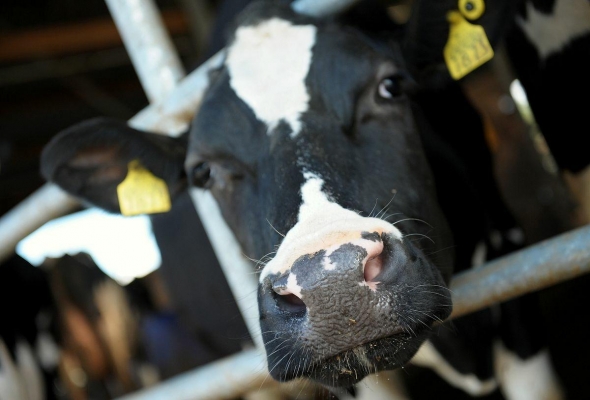 Производство молока в Удмуртии с начала года увеличилось на 6%