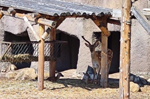 В Зоопарке Удмуртии родились два детеныша пятнистого оленя