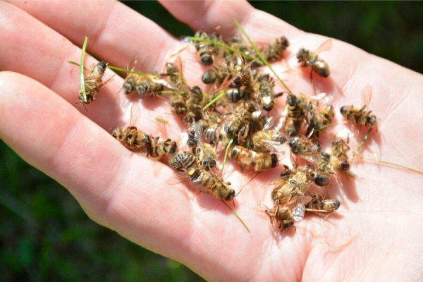 Удмуртия попала в список неблагополучных регионов по заболеваемости пчел