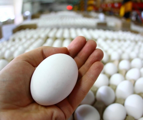 С начала года производство куриного яйца в Удмуртии нарастили на 1%