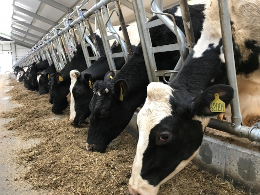 Животноводы Удмуртии увеличили объемы производства молока на 5,6% 
