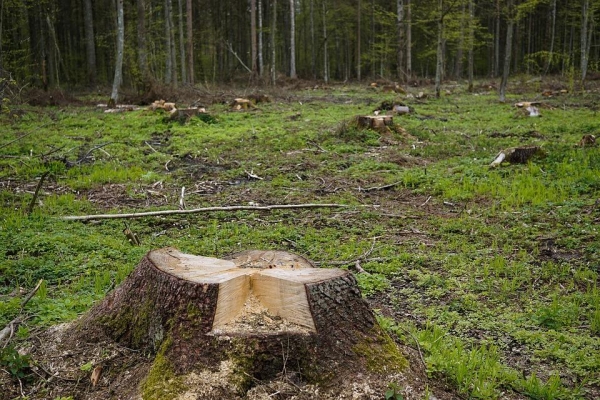 Прокуратура ищет злоумышленников, незаконно вырубивших около 80 деревьев в Ижевске