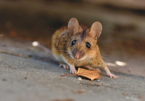 43 жителя Удмуртии заболели мышиной лихорадкой с начала года