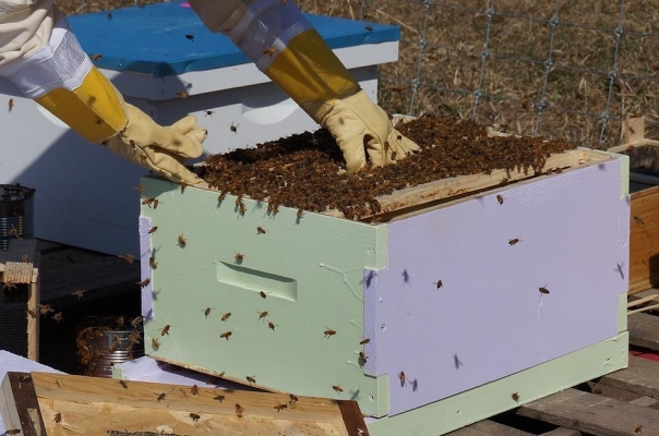 Ущерб от массовой гибели пчел в Удмуртии оценили в 1,5 млн рублей 