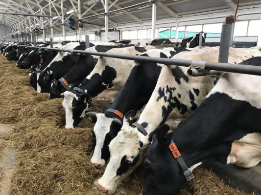 Надои молока в Удмуртии с начала года  превысили 670 тысяч тонн